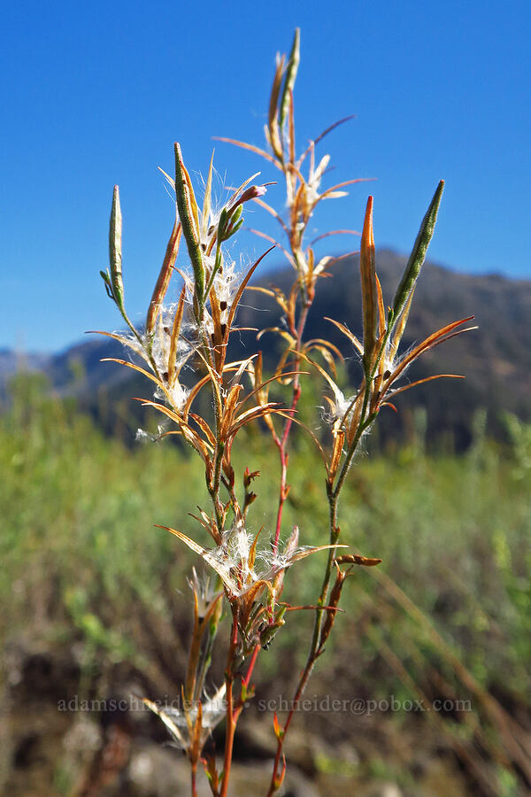 autumn willow-herb (tall annual willow-herb), gone to seed (Epilobium brachycarpum) [Ives Island, Skamania County, Washington]