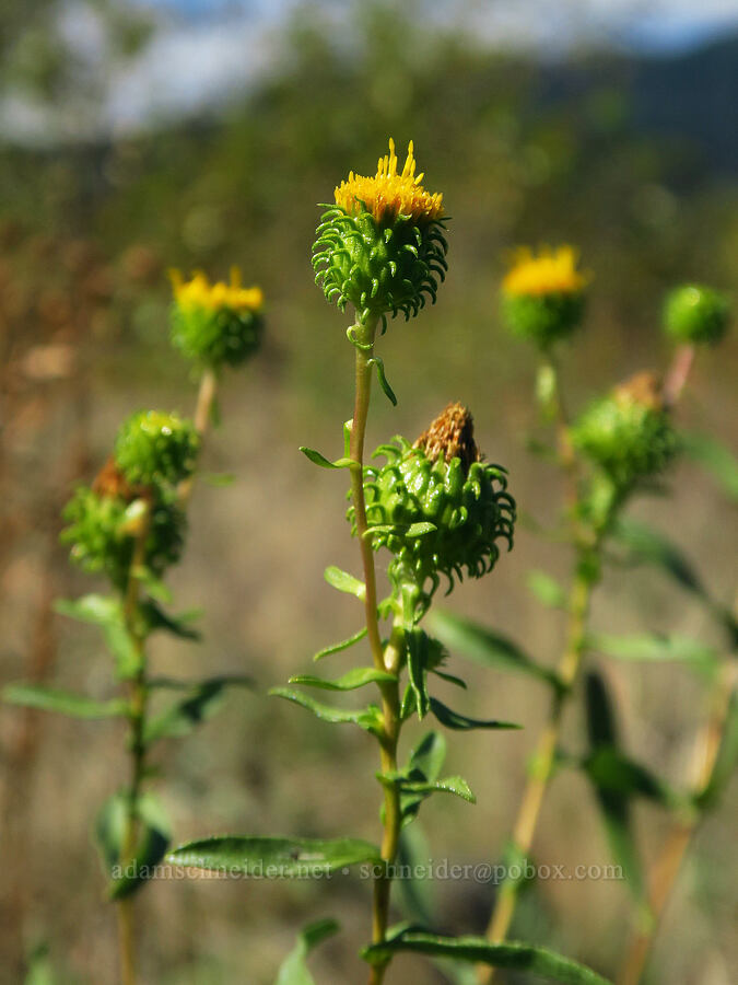 Columbia gumweed (Grindelia nana var. discoidea) [Ives Island, Skamania County, Washington]