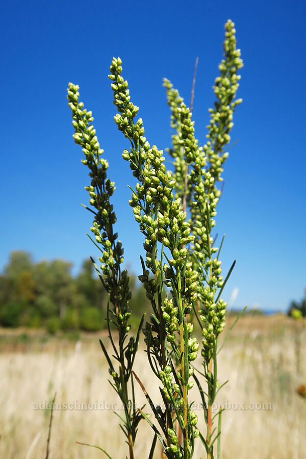 wild tarragon (Artemisia dracunculus) [Ives Island, Skamania County, Washington]