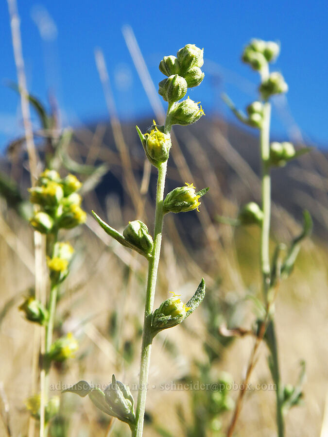 Columbia River sagewort (Artemisia ludoviciana ssp. lindleyana (Artemisia lindleyana)) [Ives Island, Skamania County, Washington]