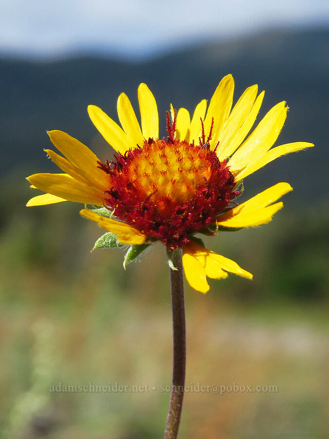 blanketflower (Gaillardia aristata) [Ives Island, Skamania County, Washington]