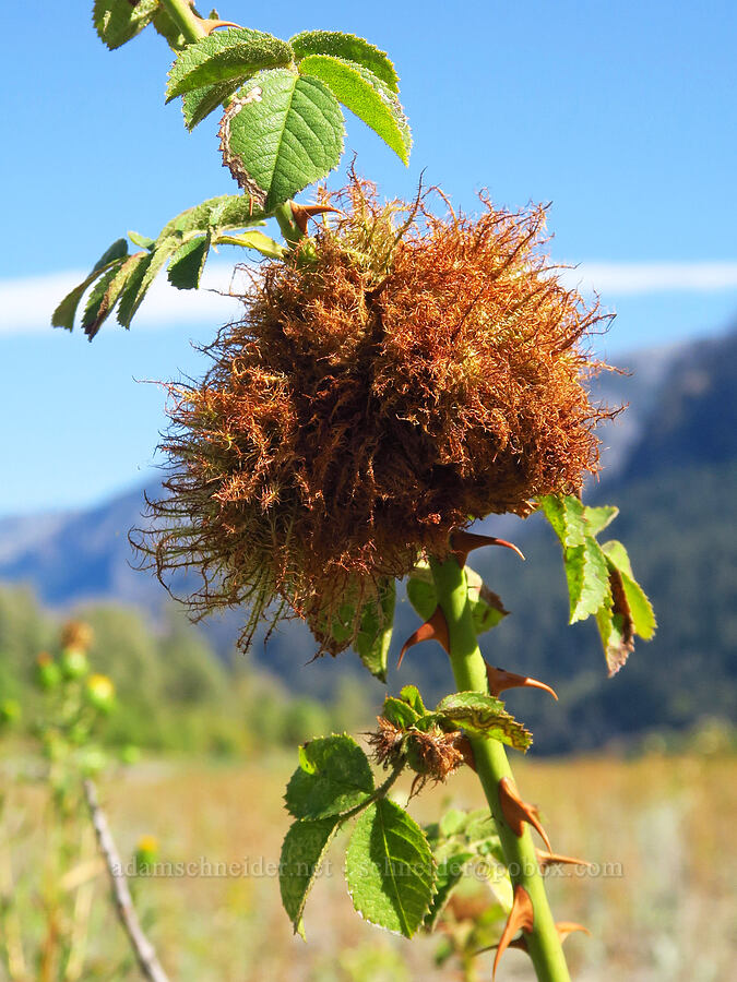 mossy rose gall (Diplolepis rosae) [Ives Island, Skamania County, Washington]