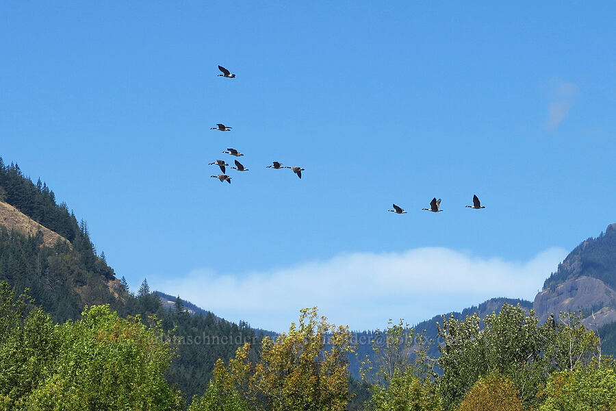 Canada geese (Branta canadensis) [Ives Island, Skamania County, Washington]