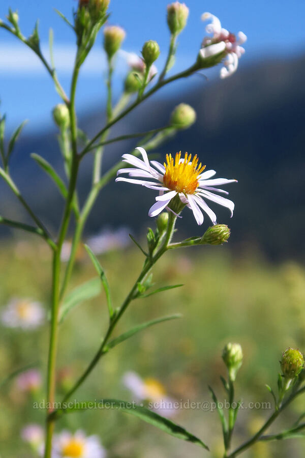 Douglas' aster (Symphyotrichum subspicatum (Aster subspicatus)) [Ives Island, Skamania County, Washington]