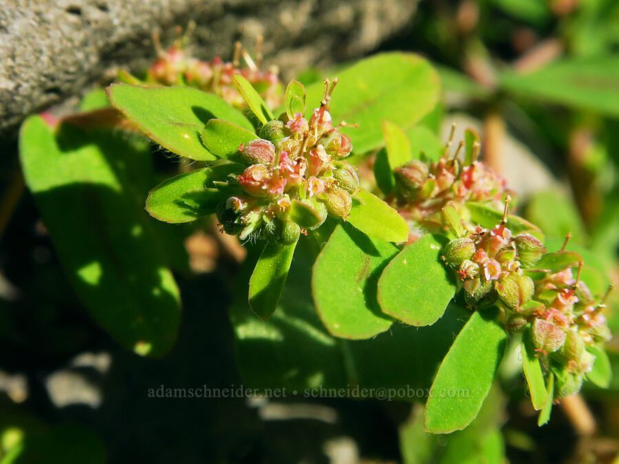 spotted spurge (Euphorbia maculata) [Ives Island, Skamania County, Washington]