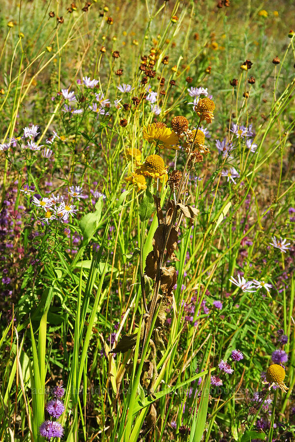 fall wildflowers [Hamilton Island, Skamania County, Washington]