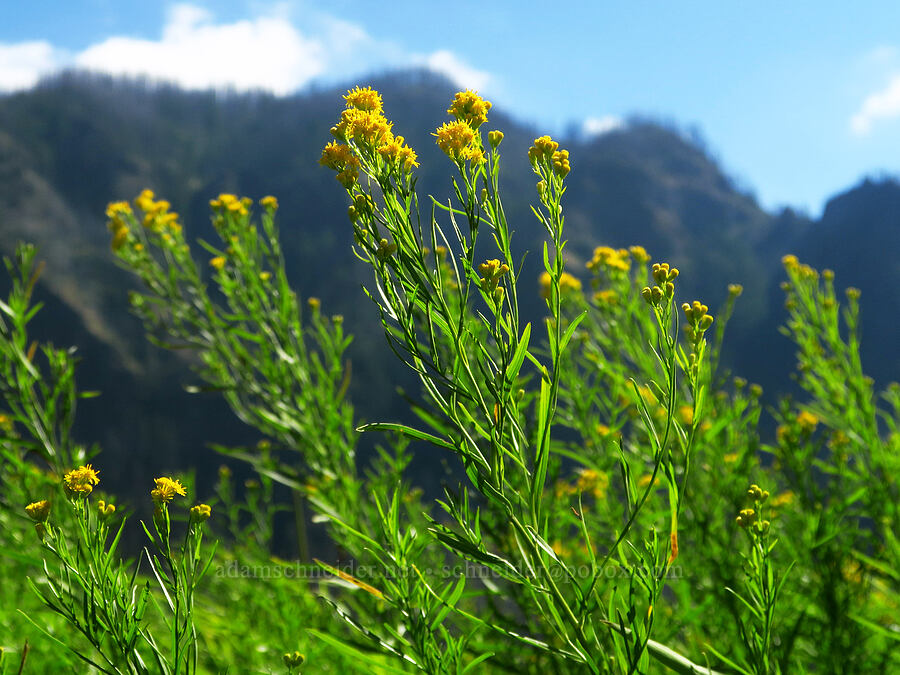 western goldentop/goldenrod (Euthamia occidentalis (Solidago occidentalis)) [Hamilton Creek, Skamania County, Washington]