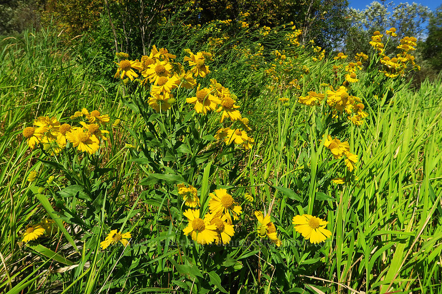 common sneeze-weed (Helenium autumnale) [Hamilton Creek, Skamania County, Washington]