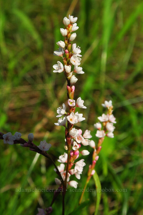 swamp smartweed (?) (Persicaria hydropiperoides) [Hamilton Creek, Skamania County, Washington]