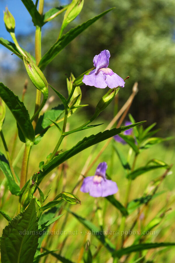 Allegheny monkeyflower (Mimulus ringens) [Hamilton Creek, Skamania County, Washington]