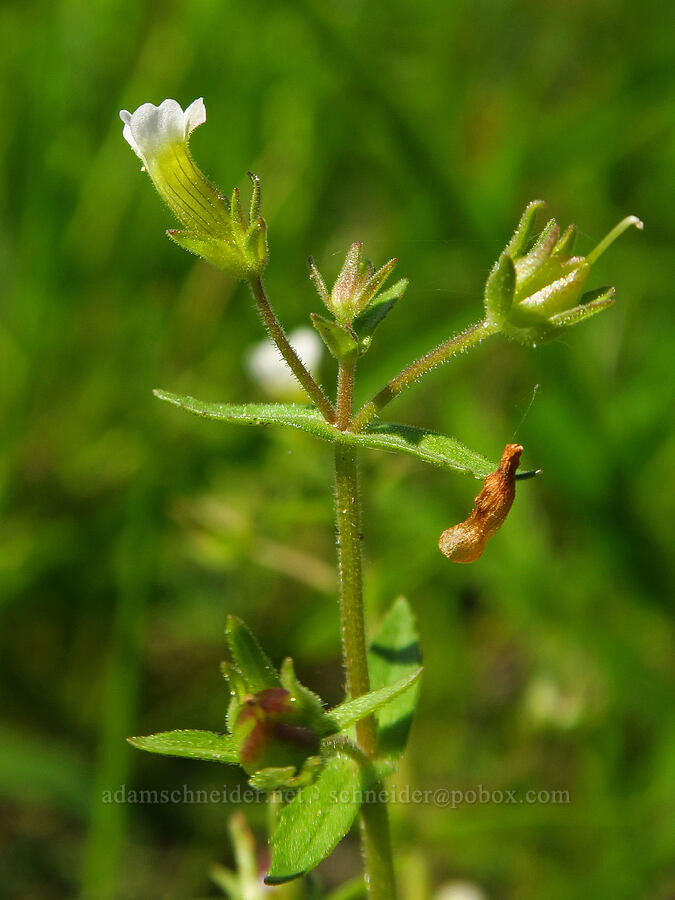 clammy hedge-hyssop (Gratiola neglecta) [Hamilton Creek, Skamania County, Washington]