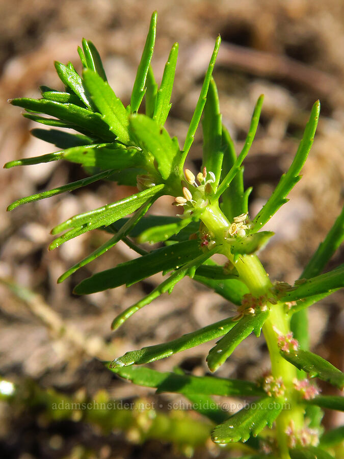 western water-milfoil (Myriophyllum hippuroides) [Hamilton Creek, Skamania County, Washington]