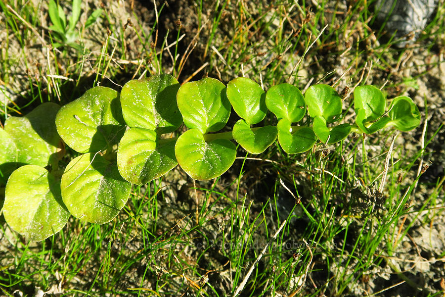 Creeping Jenny (moneywort) leaves (Lysimachia nummularia) [Hamilton Creek, Skamania County, Washington]