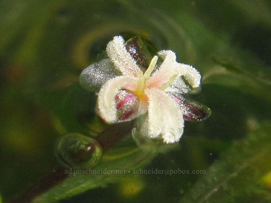 Canadian water-weed (Elodea canadensis) [Hamilton Creek, Skamania County, Washington]