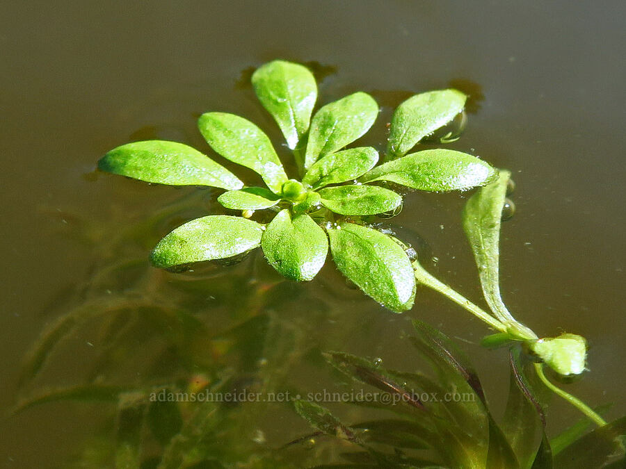 water-starwort (Callitriche sp.) [Hamilton Creek, Skamania County, Washington]