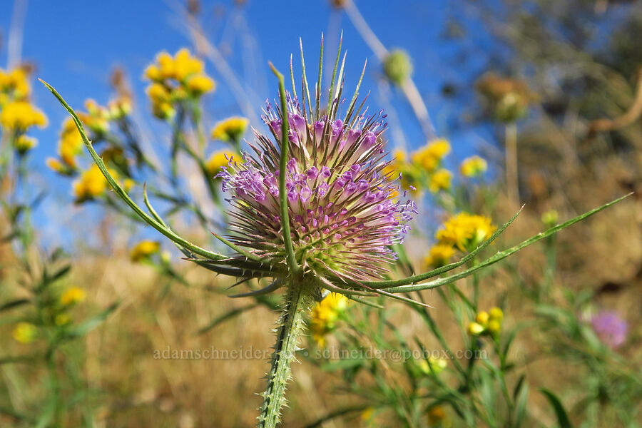 teasel (Dipsacus fullonum (Dipsacus sylvestris)) [Hamilton Island, Skamania County, Washington]