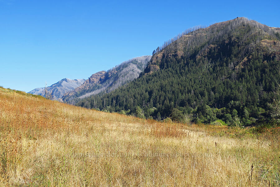 Munra Point & gray burned slopes [Hamilton Island, Skamania County, Washington]