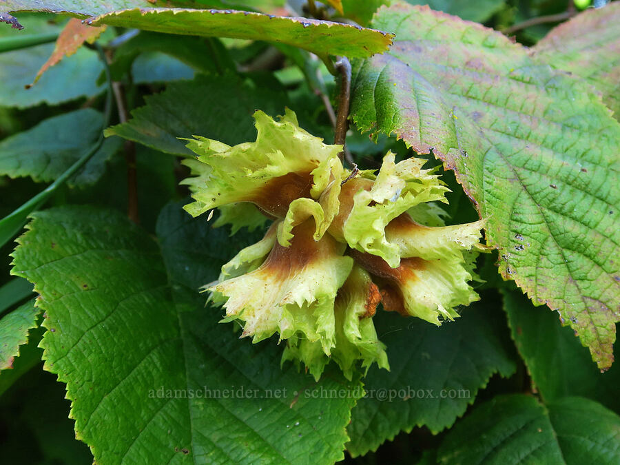 hazel nuts (Corylus sp.) [near Skamania Landing, Skamania County, Washington]