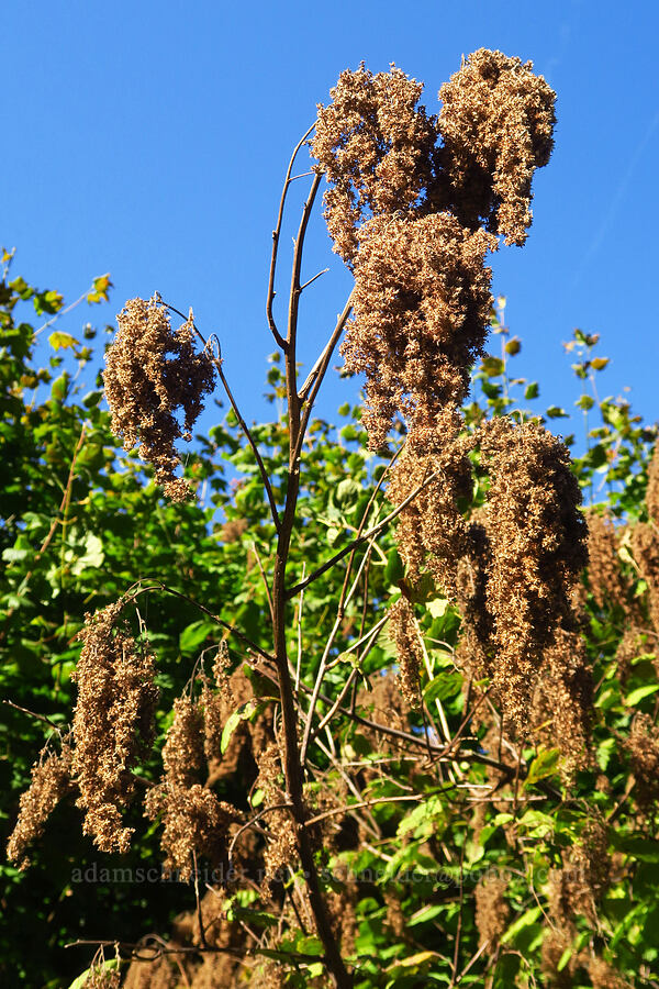 ocean-spray, gone to seed (Holodiscus discolor) [near Skamania Landing, Skamania County, Washington]