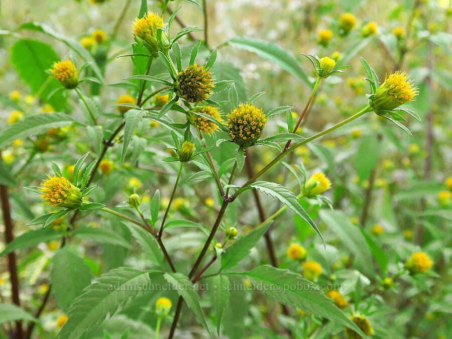 leafy beggar's-ticks (Bidens frondosa) [near Skamania Landing, Skamania County, Washington]