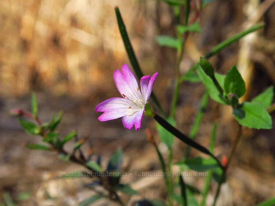 very pink willow-herb (Epilobium ciliatum) [near Skamania Landing, Skamania County, Washington]