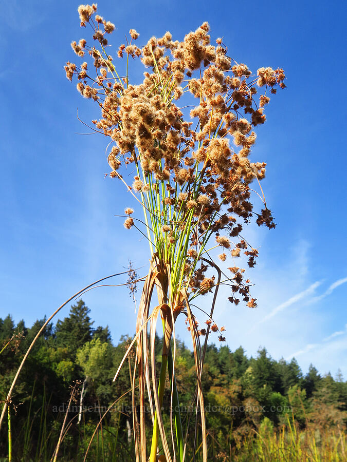 woolly bulrush (wool-grass) (Scirpus cyperinus) [near Skamania Landing, Skamania County, Washington]