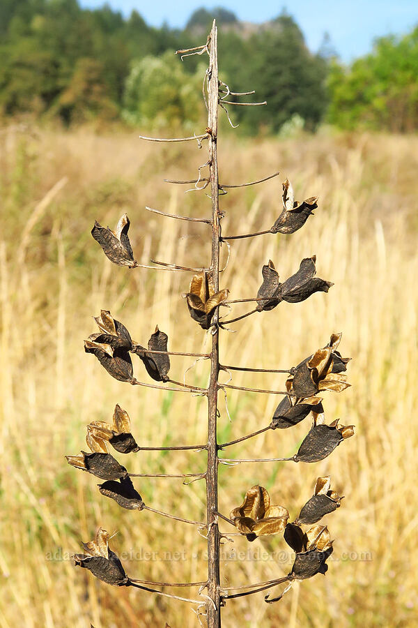 empty camas seed pods (Camassia leichtlinii ssp. suksdorfii) [near Skamania Landing, Skamania County, Washington]