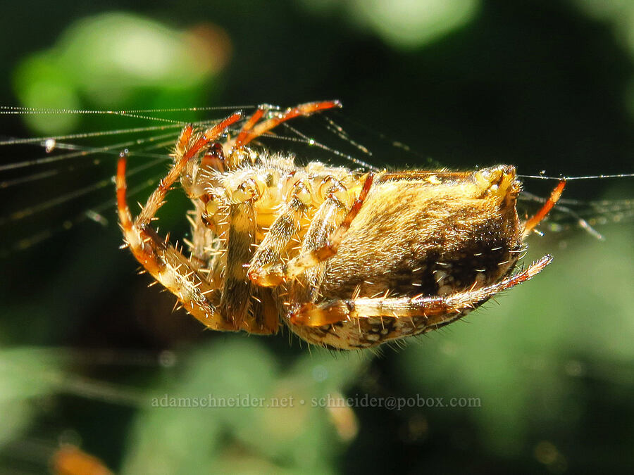 cross orb-weaver spider (Araneus diadematus) [Skamania Landing Road, Skamania County, Washington]