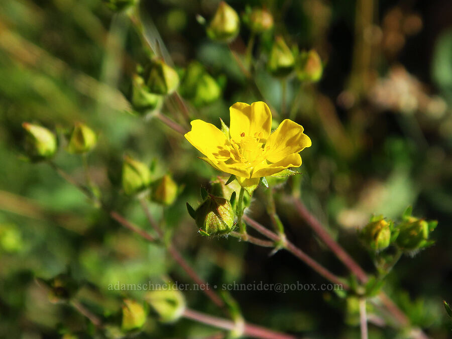 Nuttall's cinquefoil (Potentilla gracilis var. fastigiata (Potentilla gracilis var. nuttallii)) [Deadfall Lakes Trail, Shasta-Trinity National Forest, Trinity County, California]