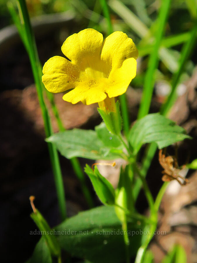 musk monkeyflower (Erythranthe moschata (Mimulus moschatus)) [Deadfall Lakes Trail, Shasta-Trinity National Forest, Trinity County, California]