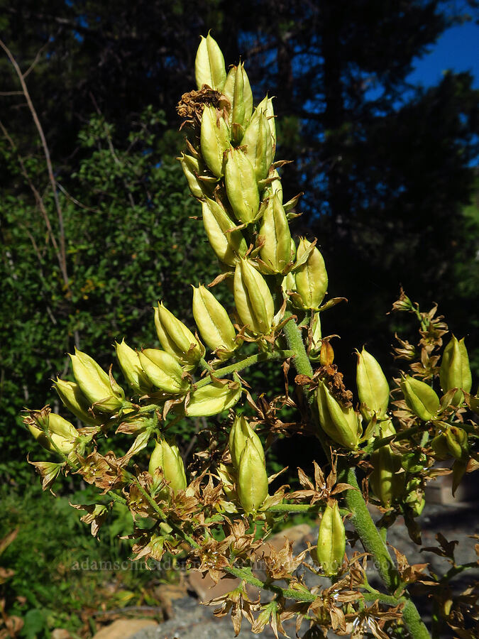 California corn lily, going to seed (Veratrum californicum var. californicum) [Deadfall Lakes Trail, Shasta-Trinity National Forest, Trinity County, California]