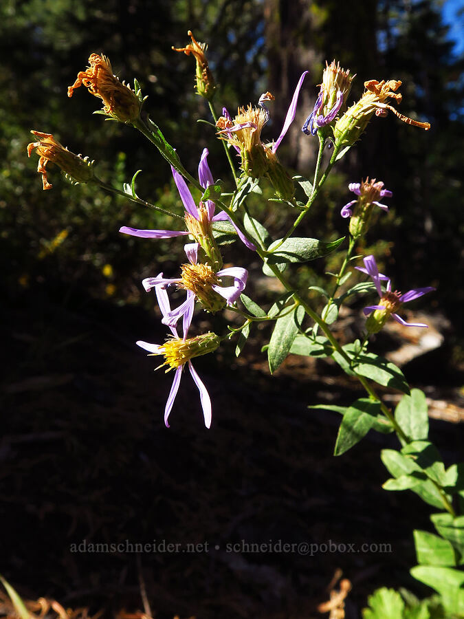 Coville's Cascade aster (Doellingeria ledophylla var. covillei (Eucephalus ledophyllus var. covillei) (Aster ledophyllus var. covillei)) [Deadfall Lakes Trail, Shasta-Trinity National Forest, Trinity County, California]