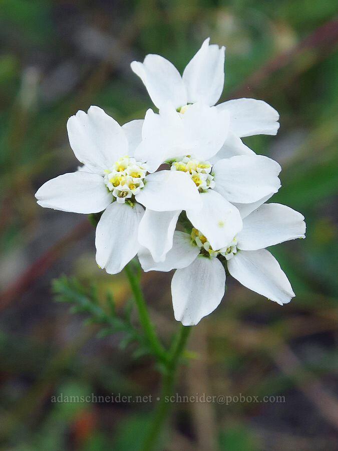 yarrow with few flowers & huge petals (Achillea millefolium) [Deadfall Lakes Trail, Shasta-Trinity National Forest, Trinity County, California]