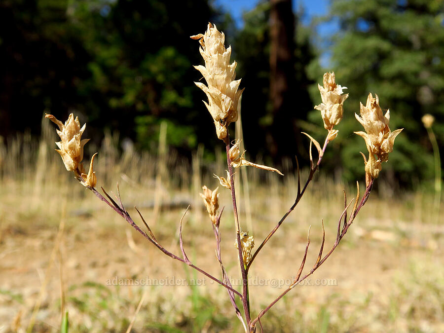 Copeland's owl-clover, gone to seed (Orthocarpus cuspidatus ssp. copelandii) [Deadfall Lakes Trail, Shasta-Trinity National Forest, Trinity County, California]