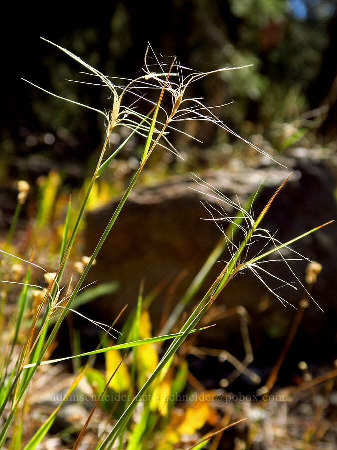 squirrel-tail grass (Elymus elymoides) [Deadfall Lakes Trail, Shasta-Trinity National Forest, Trinity County, California]