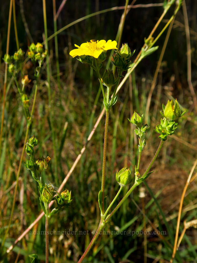 Nuttall's cinquefoil (Potentilla gracilis var. fastigiata (Potentilla gracilis var. nuttallii)) [Deadfall Lakes Trail, Shasta-Trinity National Forest, Trinity County, California]