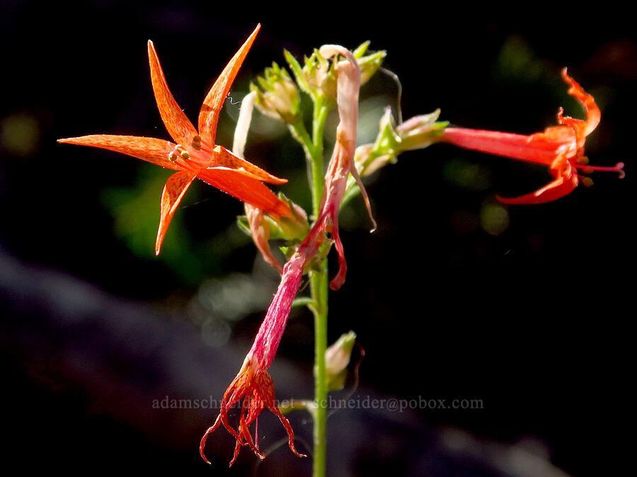 scarlet gilia (Ipomopsis aggregata) [Deadfall Lakes Trail, Shasta-Trinity National Forest, Trinity County, California]