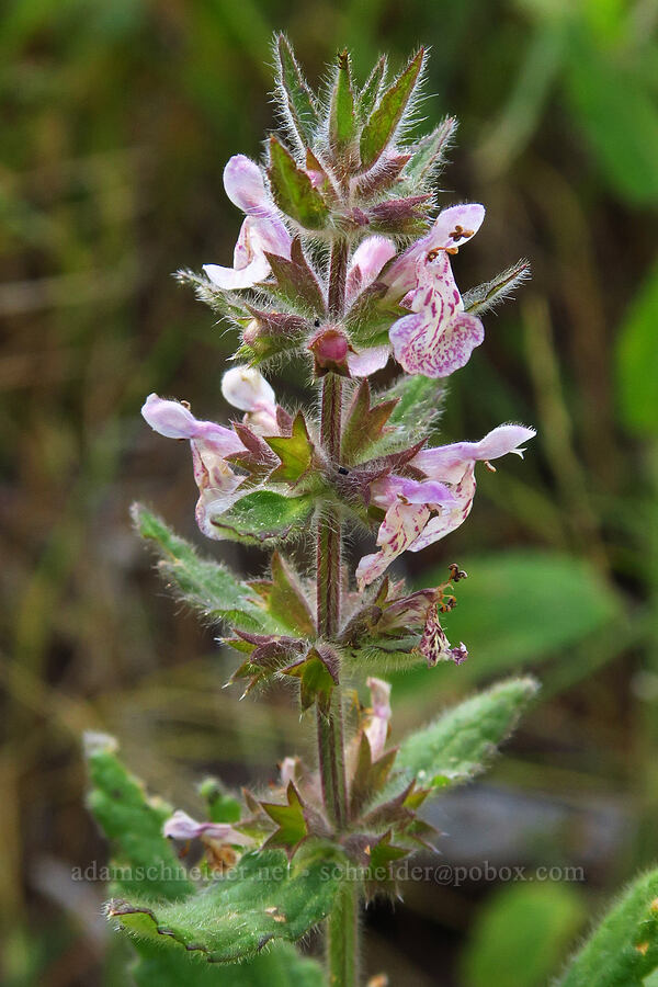 rough hedge-nettle (Stachys rigida) [Deadfall Lakes Trail, Shasta-Trinity National Forest, Trinity County, California]