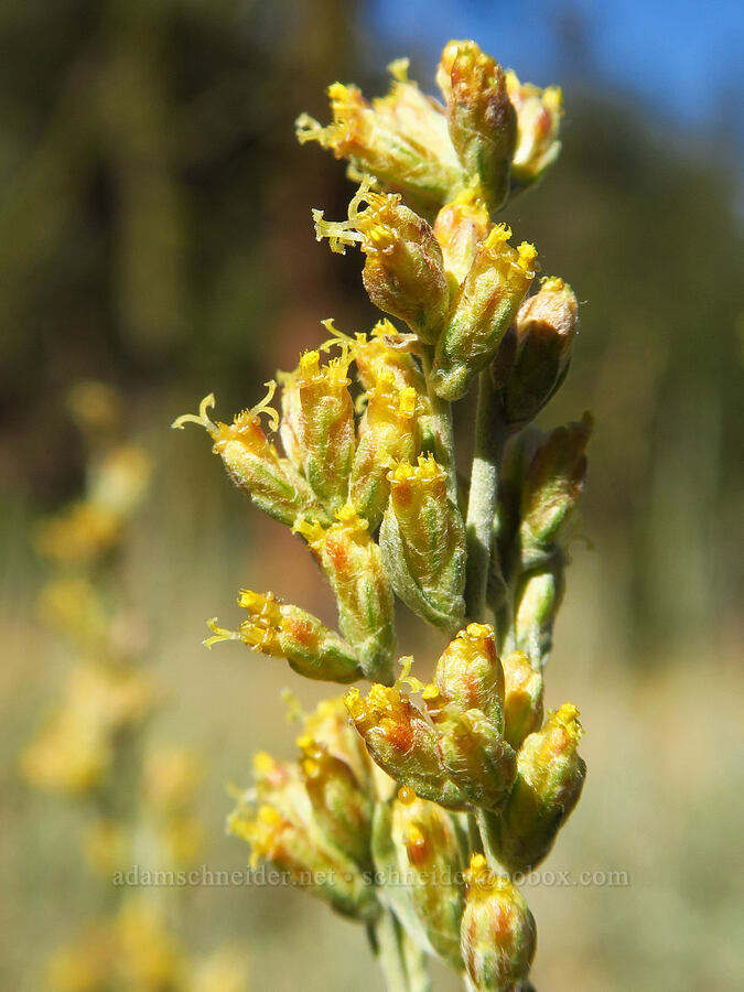 sagebrush flowers (Artemisia tridentata) [Deadfall Lakes Trail, Shasta-Trinity National Forest, Trinity County, California]