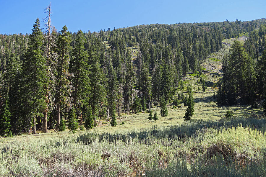 sagebrush slope (Artemisia tridentata) [Deadfall Lakes Trail, Shasta-Trinity National Forest, Trinity County, California]