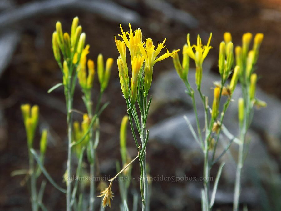 showy rabbitbrush (Ericameria nauseosa var. speciosa (Chrysothamnus nauseosus var. speciosus)) [Deadfall Lakes Trail, Shasta-Trinity National Forest, Trinity County, California]