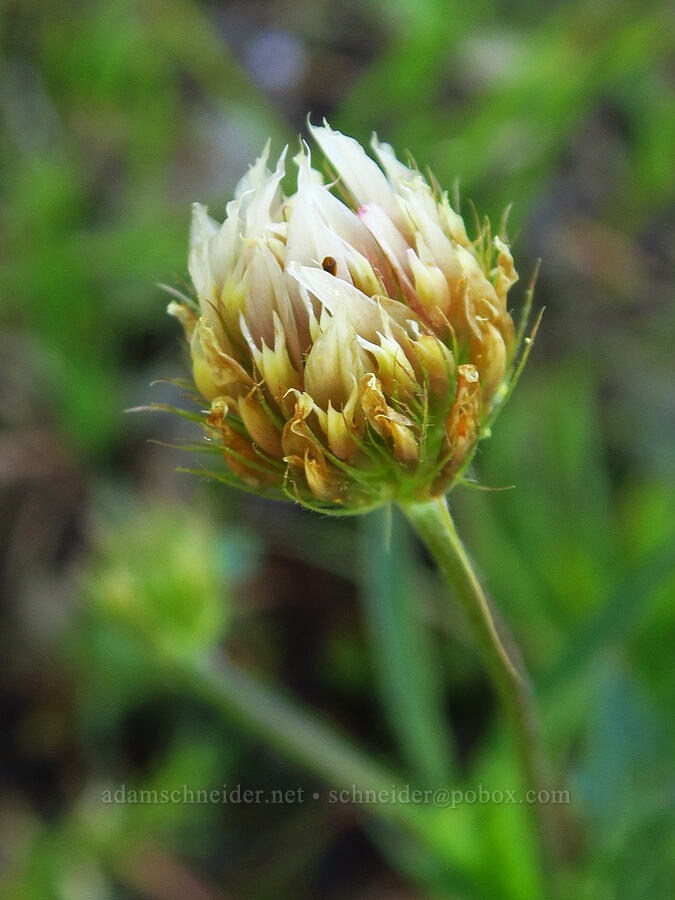 Hansen's long-stalk clover (Trifolium longipes ssp. hansenii (Trifolium hansenii)) [Deadfall Meadows, Shasta-Trinity National Forest, Trinity County, California]