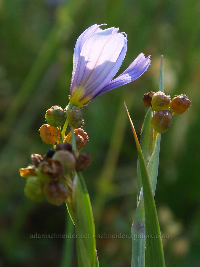 blue-eyed-grass (Sisyrinchium sp.) [Deadfall Meadows, Shasta-Trinity National Forest, Trinity County, California]