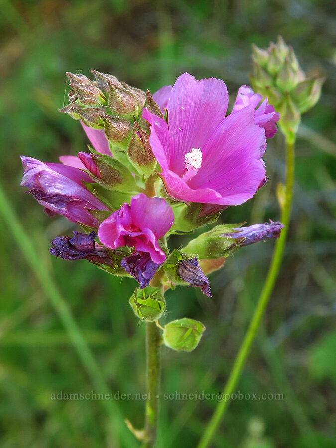 Oregon checker-mallow (Sidalcea oregana) [Deadfall Meadows, Shasta-Trinity National Forest, Trinity County, California]