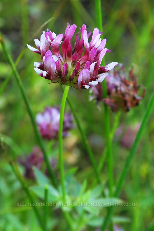 spring-bank clover (Trifolium wormskioldii) [Deadfall Meadows, Shasta-Trinity National Forest, Trinity County, California]