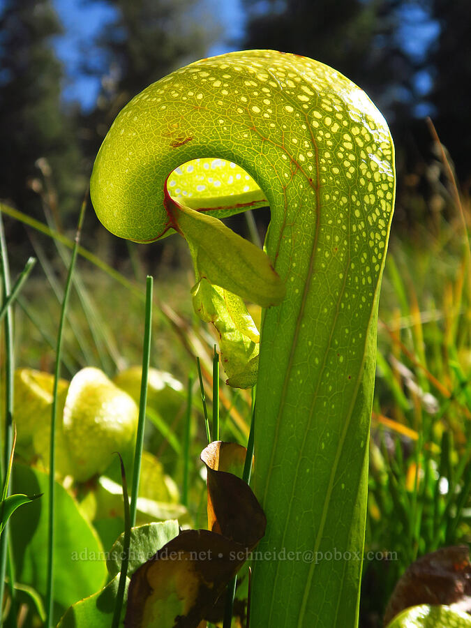 California pitcher plant (Darlingtonia californica) [Deadfall Meadows, Shasta-Trinity National Forest, Trinity County, California]