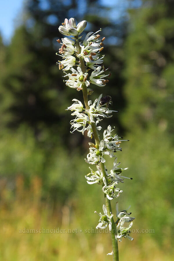 white rush-lily (Hastingsia alba) [Deadfall Meadows, Shasta-Trinity National Forest, Trinity County, California]