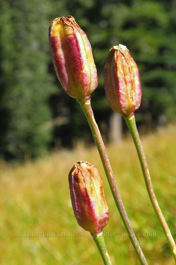 lily seed pods (Lilium sp.) [Deadfall Meadows, Shasta-Trinity National Forest, Trinity County, California]