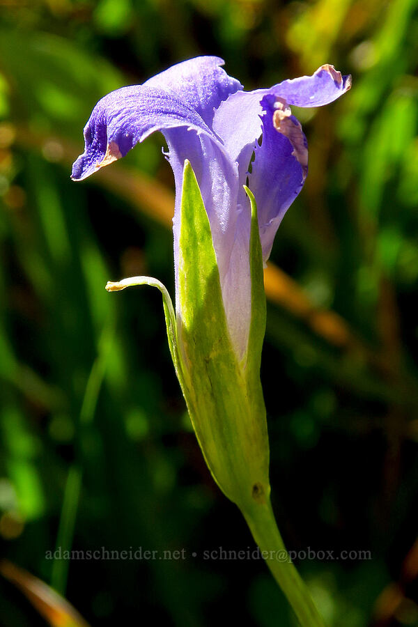 one-flower fringed gentian (Gentianopsis simplex (Gentiana simplex)) [Deadfall Meadows, Shasta-Trinity National Forest, Trinity County, California]