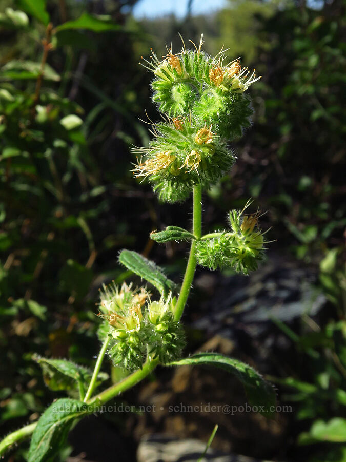 changeable phacelia (Phacelia mutabilis) [Deadfall Lakes Trail, Shasta-Trinity National Forest, Trinity County, California]